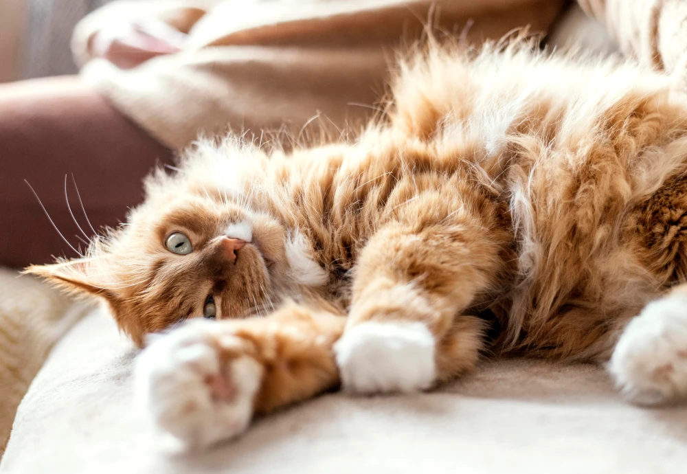 video camera to watch pets